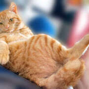 ヒメ日記 2025/06/27 22:06 投稿 なな ふわもこ人妻ランド　那須塩原店