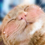 ヒメ日記 2025/07/02 08:48 投稿 なな ふわもこ人妻ランド　那須塩原店