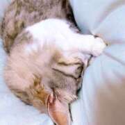 ヒメ日記 2025/11/24 21:06 投稿 なな ふわもこ人妻ランド　那須塩原店