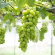 ヒメ日記 2025/09/24 09:28 投稿 てぃあら One More奥様　横浜関内店