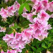 ヒメ日記 2025/05/20 10:34 投稿 ちか ファーストレディ(博多)