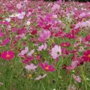 ヒメ日記 2025/11/10 17:52 投稿 ちか ファーストレディ(博多)