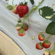 ヒメ日記 2025/04/17 18:13 投稿 ひまわり モアグループ宇都宮人妻花壇