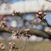 ヒメ日記 2025/04/17 07:33 投稿 水瀬彩 四季～SIKI～