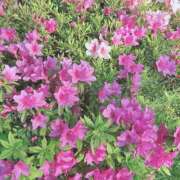 ヒメ日記 2025/05/07 18:03 投稿 水瀬彩 四季～SIKI～