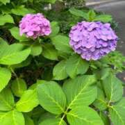 ヒメ日記 2025/07/05 12:52 投稿 みなよ 熟女の風俗最終章 池袋店