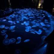 ヒメ日記 2026/04/09 10:46 投稿 さばちゃん アロー