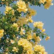 ヒメ日記 2025/07/04 21:25 投稿 あかり スピードエコ梅田店