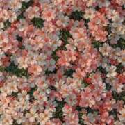 ヒメ日記 2025/08/17 19:55 投稿 あかり スピードエコ梅田店