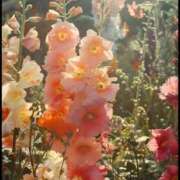 ヒメ日記 2025/09/20 20:48 投稿 あかり スピードエコ梅田店