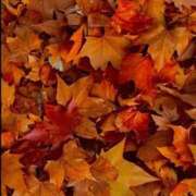 ヒメ日記 2025/11/15 19:56 投稿 あかり スピードエコ梅田店