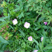 ヒメ日記 2025/05/18 17:17 投稿 みらい 土浦ハッピーマットパラダイス