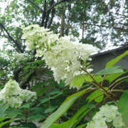 ヒメ日記 2025/06/13 16:07 投稿 みらい 土浦ハッピーマットパラダイス