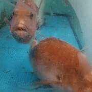 ヒメ日記 2025/07/18 05:07 投稿 みらい 土浦ハッピーマットパラダイス