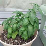 ヒメ日記 2025/07/24 08:28 投稿 あさみ 熟女の風俗最終章 沼津店