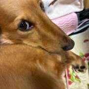 ヒメ日記 2025/11/25 07:25 投稿 さり 熟女の風俗最終章 沼津店