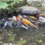 ヒメ日記 2025/05/01 23:58 投稿 ほなみ 熟女の風俗最終章 沼津店