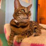 ほなみ ありがとうと、ごめんね 熟女の風俗最終章 沼津店