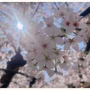 ヒメ日記 2026/04/01 21:41 投稿 風花 紫乃 横浜貴楼館