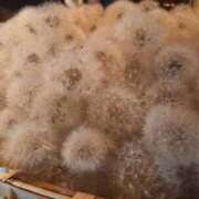 ヒメ日記 2025/06/18 11:15 投稿 朝比奈 ふみか SUMIRE