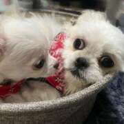 ヒメ日記 2025/04/28 13:20 投稿 のん 谷町人妻熟女奉仕倶楽部