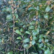 ヒメ日記 2025/10/30 15:20 投稿 のん 谷町人妻熟女奉仕倶楽部