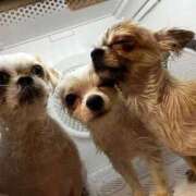 ヒメ日記 2026/04/21 18:10 投稿 のん 谷町人妻熟女奉仕倶楽部