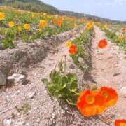 ヒメ日記 2025/04/21 03:42 投稿 丸山 ゆうき 人妻セレブ宮殿