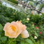 ヒメ日記 2025/07/04 17:30 投稿 ゆきな 脱がされたい人妻 町田・相模原店