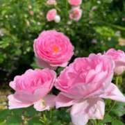 ヒメ日記 2025/07/14 00:28 投稿 ゆきな 脱がされたい人妻 町田・相模原店