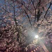 ヒメ日記 2026/04/04 15:30 投稿 こはる しゃんぜりぜ