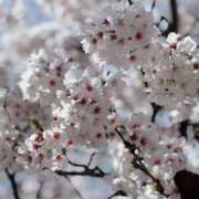 ヒメ日記 2025/04/16 17:14 投稿 ゆかり AVANCE福岡