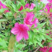 ヒメ日記 2025/04/22 19:02 投稿 ゆかり AVANCE福岡