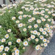 ヒメ日記 2025/04/22 19:31 投稿 ゆかり AVANCE福岡