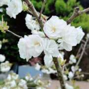 ヒメ日記 2025/04/22 21:53 投稿 ゆかり AVANCE福岡