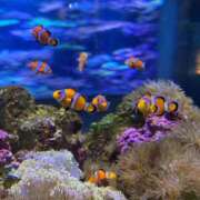 ヒメ日記 2025/10/13 19:22 投稿 ゆかり AVANCE福岡