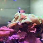 ヒメ日記 2025/10/25 23:00 投稿 ゆかり AVANCE福岡