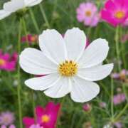 ヒメ日記 2025/11/04 11:36 投稿 ゆかり AVANCE福岡