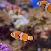 ヒメ日記 2025/11/14 18:01 投稿 ゆかり AVANCE福岡