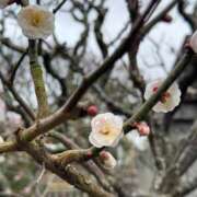 ヒメ日記 2026/03/04 07:02 投稿 ゆかり AVANCE福岡