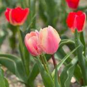 ヒメ日記 2026/03/31 10:01 投稿 ゆかり AVANCE福岡