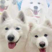 ヒメ日記 2026/03/04 09:06 投稿 ちあき ぽちゃらん神栖店