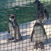 ヒメ日記 2026/01/22 02:14 投稿 ひなた みつらん鉄道