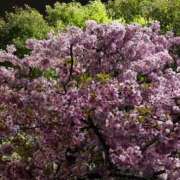 ヒメ日記 2026/03/10 22:54 投稿 ひなた みつらん鉄道