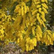 ヒメ日記 2026/03/01 09:54 投稿 さおり 妻天 尼崎店