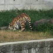 ヒメ日記 2025/06/03 17:40 投稿 あさひ 千葉人妻セレブリティ（ユメオト）