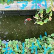 ヒメ日記 2025/07/04 16:30 投稿 あさひ 千葉人妻セレブリティ（ユメオト）