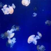 ヒメ日記 2026/01/24 17:10 投稿 あさひ 千葉人妻セレブリティ（ユメオト）