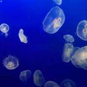 ヒメ日記 2026/01/24 17:17 投稿 あさひ 千葉人妻セレブリティ（ユメオト）