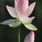 めいり 本日　初出🥰♥️ 妻天 日本橋店